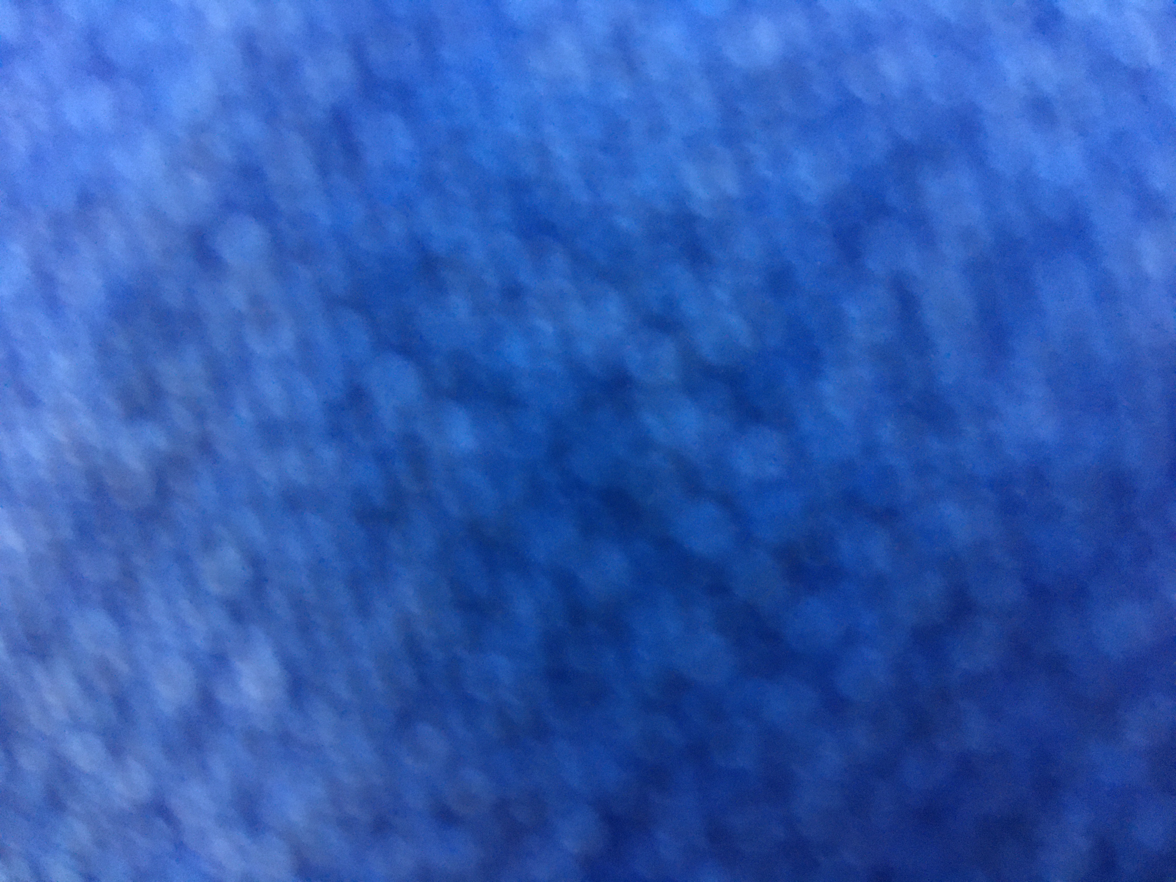 댕집사, 냥집사 전시 산책