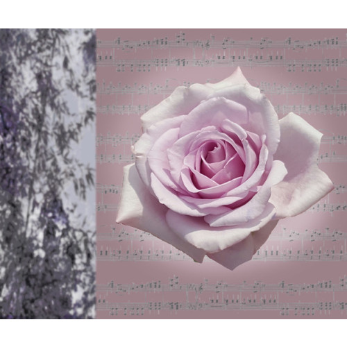 Nature’s Rhythm 2119