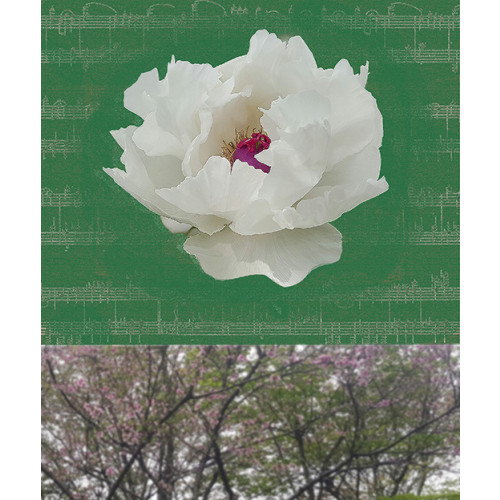 Nature’s Rhythm 2311