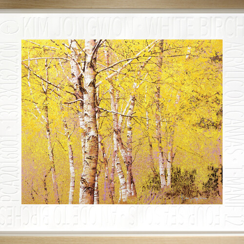 White birch(yellow)