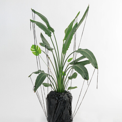 사랑했다고 말한다